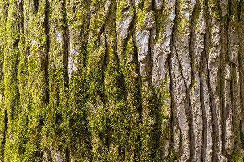 Tree bark overgrown with moss, close-up. Stock Photos