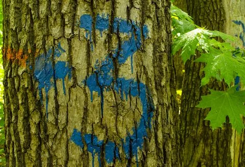 Tree Bark Painted With Number three and an Arrow. Hiking marking on a tree in Stock Photos