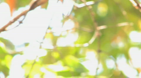 Tree Bark Pan Video stock 612394