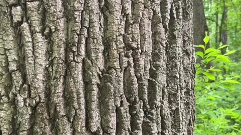 Tree Bark with Pan &amp; Tilt Movement to Reveal Forest Canopy. Video stock 241524268