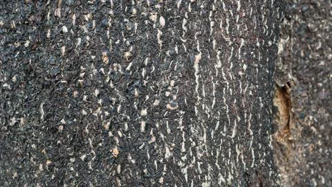 Tree bark pattern and texture Stock Photos