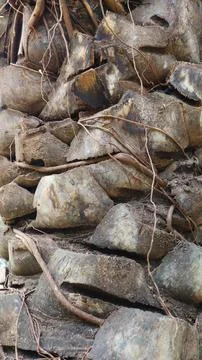 Tree bark pattern and texture Stock Photos