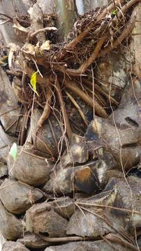 Tree bark pattern and texture Stock Photos