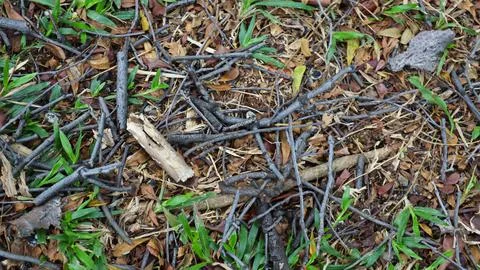 Tree bark pattern and texture Foto stock