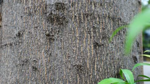 Tree bark pattern and texture Stock Photos