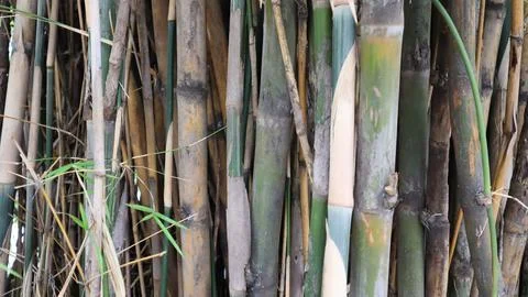 Tree bark pattern and texture Foto stock