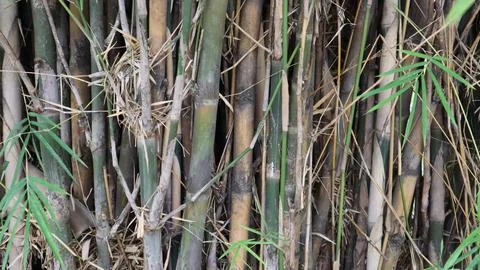 Tree bark pattern and texture Foto stock