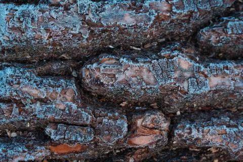 Tree bark pattern, covered with hoarfrost. Seamless Tileable Texture. Stock Photos