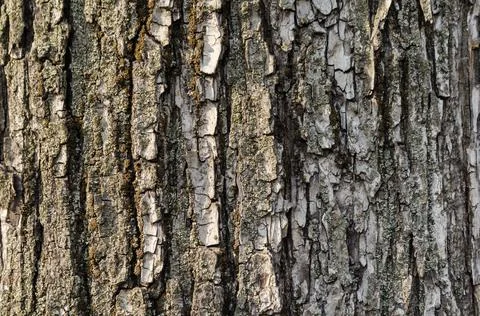 Tree bark pattern in detail close up Stock Photos