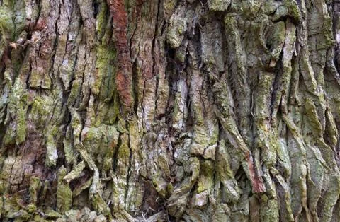 Tree Bark Pattern Foto stock