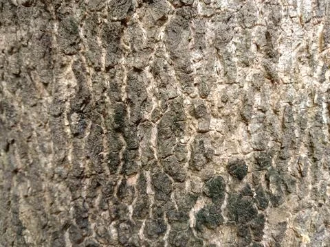 Tree bark pattern Stock Photos