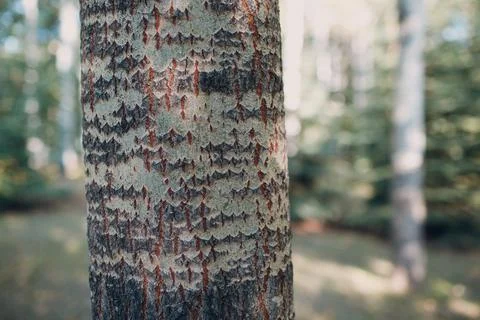 Tree bark pattern texture in the forest at summer. Stock Photos