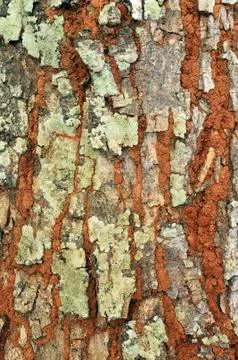 Tree Bark Patterns Stock Photos