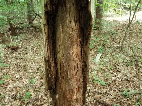 Tree with bark peeled or stripped off in forest Stock Photos