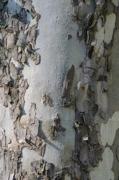 Tree bark peeling, in outdoor, with tree bark, with wood texture, from a cl.. Stock Photos