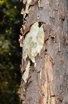 Tree Bark Peeling Stock Photos