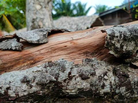 Tree bark peels off a log, exposing smooth, reddish wood inside, with blurr.. Stock Photos