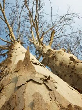 Tree with bark that peels off Stock Photos