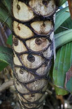 The tree bark of of Philodendron Selloum Stock Photos