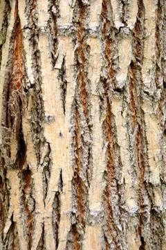Tree bark Foto stock