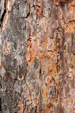 Tree bark Stock Photos