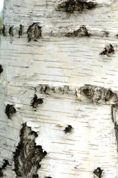 Tree bark Stock Photos