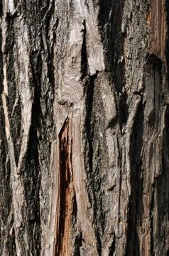 Tree bark Stock Photos