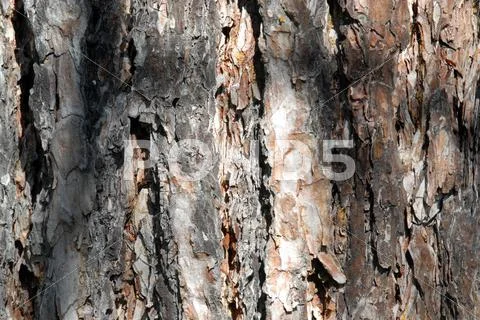 Tree bark Stock Photos