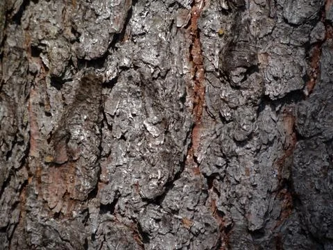 Tree bark Stock Photos
