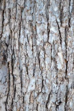 Tree Bark Stock Photos