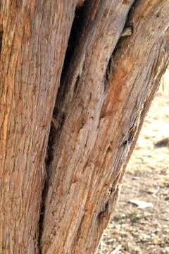 Tree Bark Stock Photos