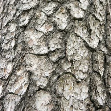 Tree bark Stock Photos