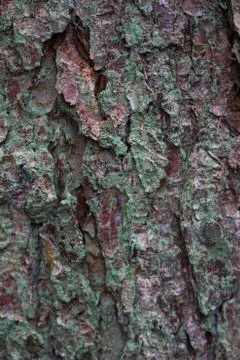 Tree bark 写真素材