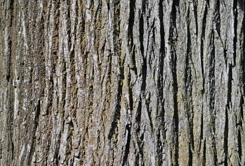 Tree bark 스톡 사진