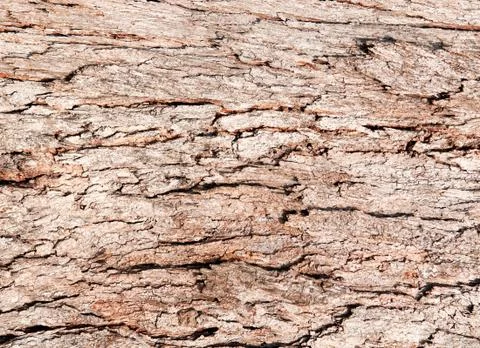 Tree bark Stock Photos