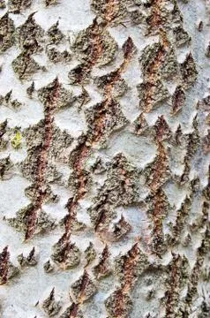 Tree bark Фото