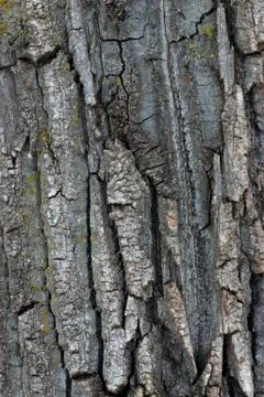 Tree bark Stock Photos