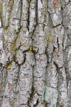 Tree bark Stock Photos