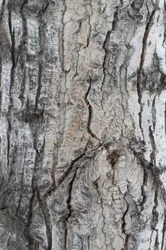 Tree bark Stock Photos