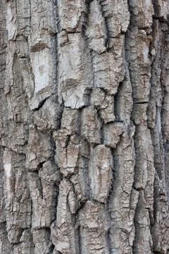 Tree bark Stock Photos
