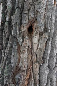 Tree bark Stock Photos