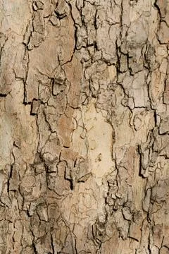 Tree bark Stock Photos