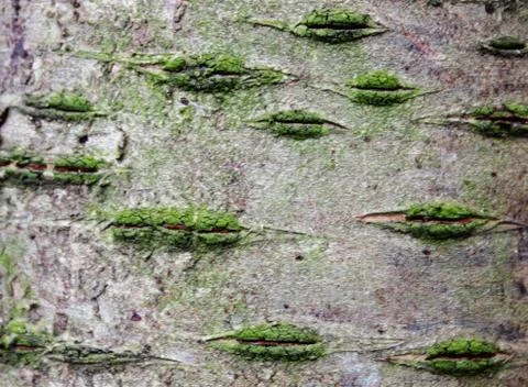 Tree bark Stock Photos