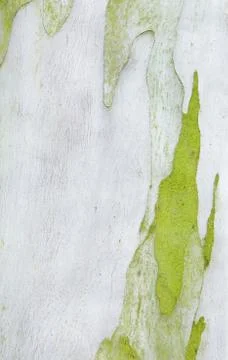 Tree bark Stock Photos