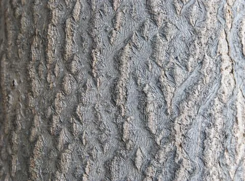 Tree bark Stock Photos