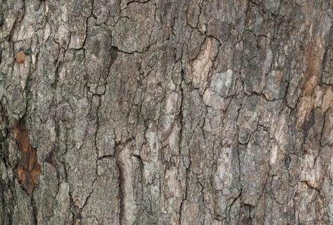 Tree Bark 스톡 사진