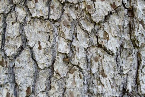 Tree bark Stockfoto's
