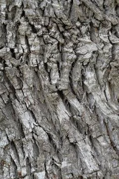Tree bark Stock Photos