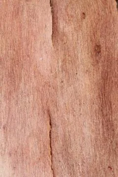 Tree bark Stock Photos