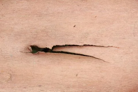 Tree bark Stock Photos